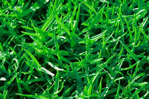 Frequently Asked Questions - Lawn Care