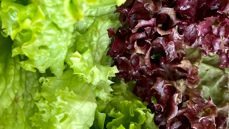 Purple Green Frilled Lettuce