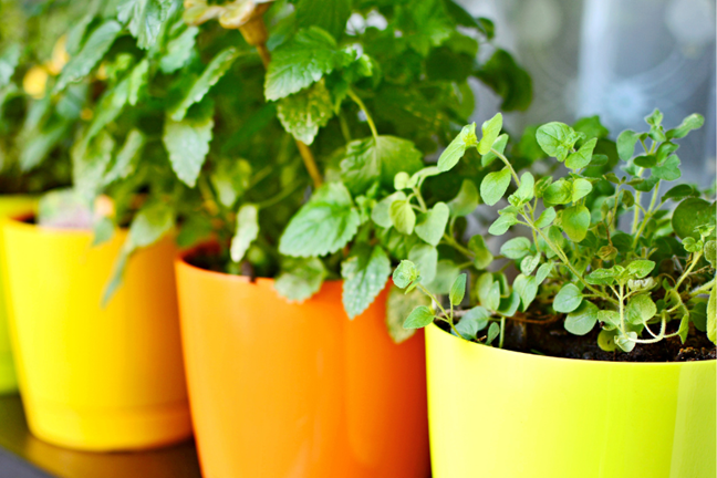 potted herbs in orange, and yellow pots - marjoram and lemon balm