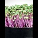 54487_microgreens-cabbage-rubies_1_result_aj320l.jpg (3)