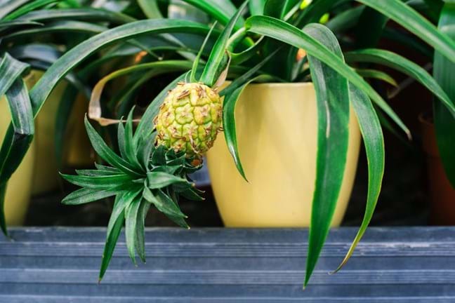 Pineapple growing and fruiting in a pot
