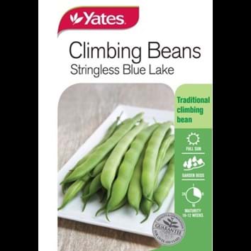climbing-beans-stringless-blue-lake
