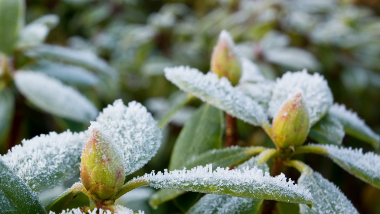 Winter Frost Image