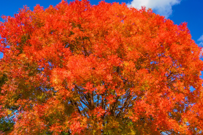 Chinese pistachio (Pistacia chinensis) tree with red to orange autumn foliage standing against a blue sky background