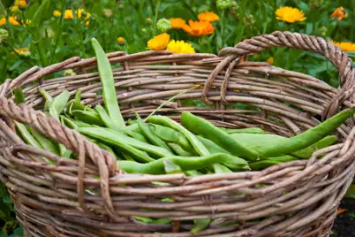 Summer Vegie Care