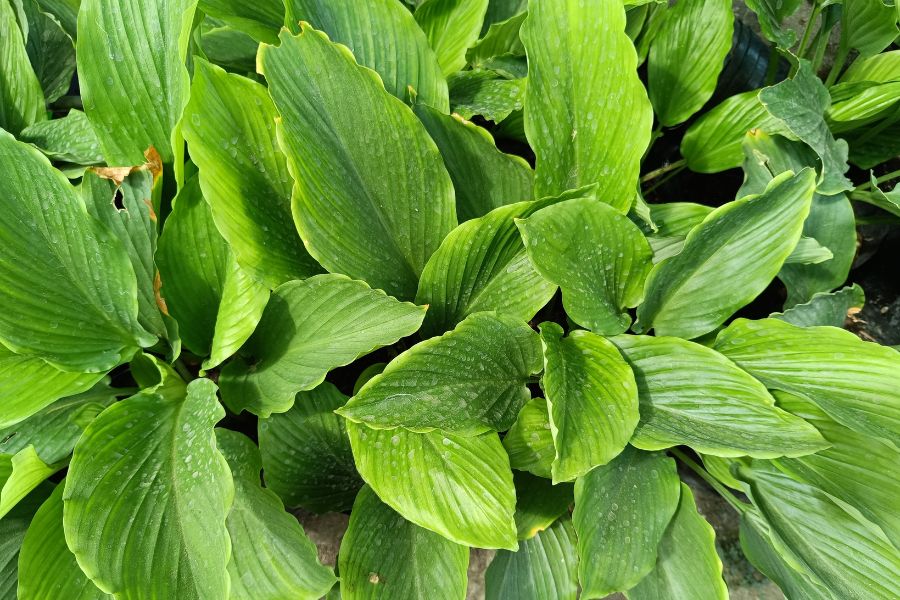 Close up of Turmeric leaves growing in the garden
