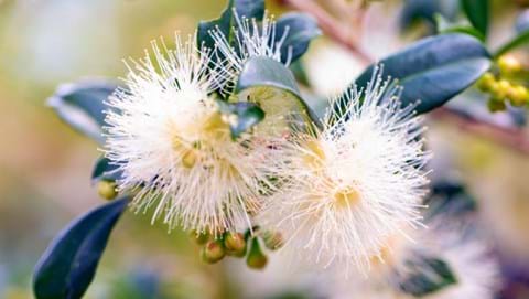 close up image of creamy fluffy clusters of syzygium australe flowers