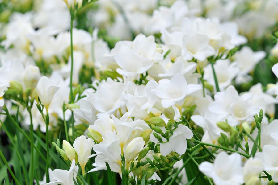 White Freesias