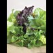 51660_mesclun-french-salad-mixed_1_result.jpg (1)
