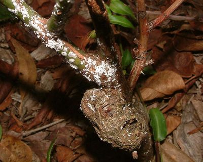 white louse scale on the trunk of an old rose bush