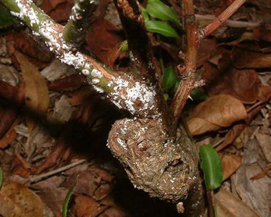 How to Get Rid of Common Rose Pests & Diseases | Yates Australia