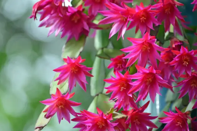 Deep Pink Zygocactus 800X451px