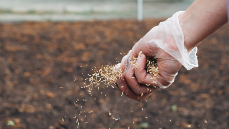 Lawn Seeding By Hand 800X451