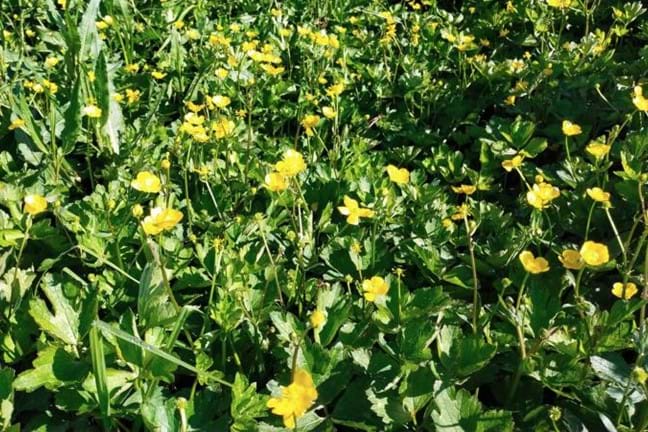 large stand of thickly growing Creeping Buttercup Ranunculus repens in flower covered in bright yellow buttercup flowers
