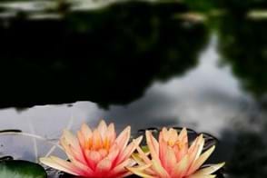 How to Grow Water Lily