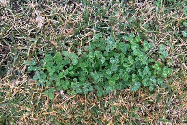 Clover thriving in a poorly growing lawn