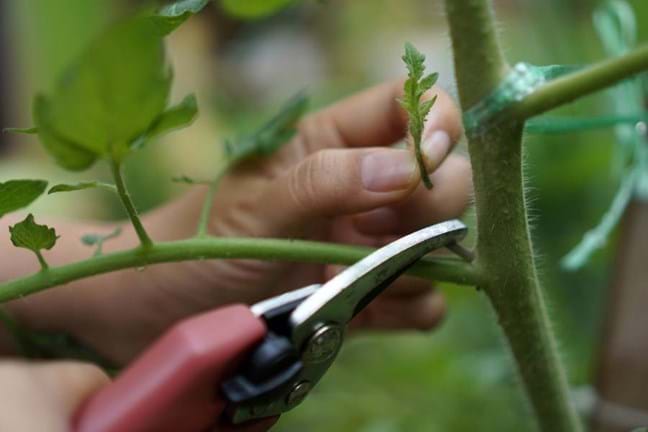 Pruning lateral shoot on a tomato plant
