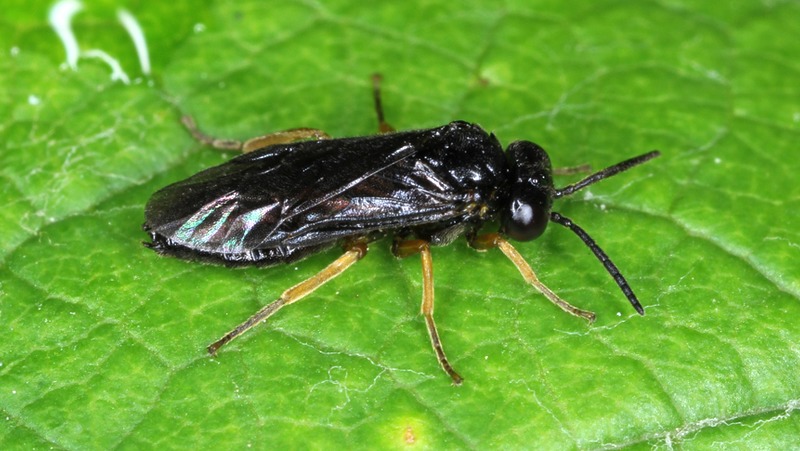 Pear And Cherry Slug Adult 800X451px LS