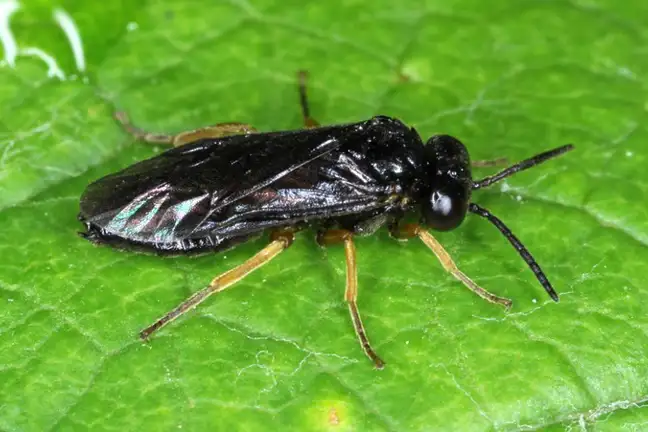 Pear And Cherry Slug Adult 800X451px LS