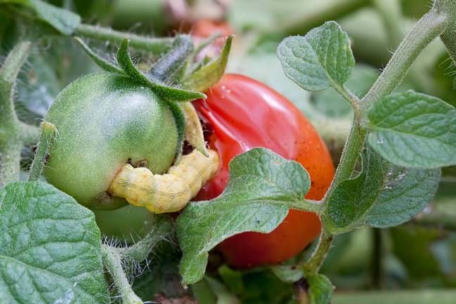 Tomato caterpillar burrowing into fruit