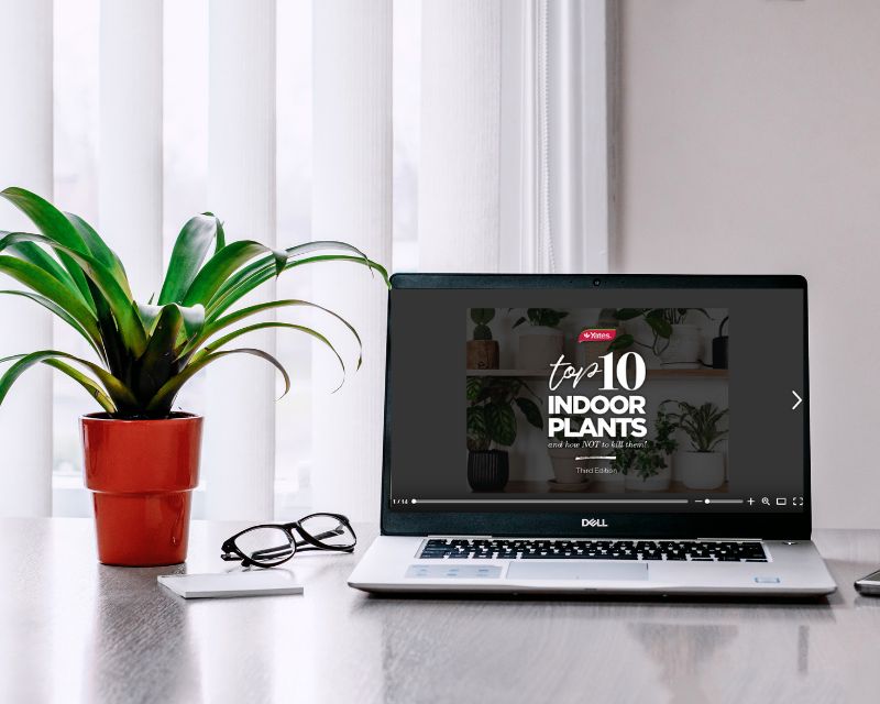    Your ultimate guide to the Top 10 Indoor Plants and How Not To Kill Them!