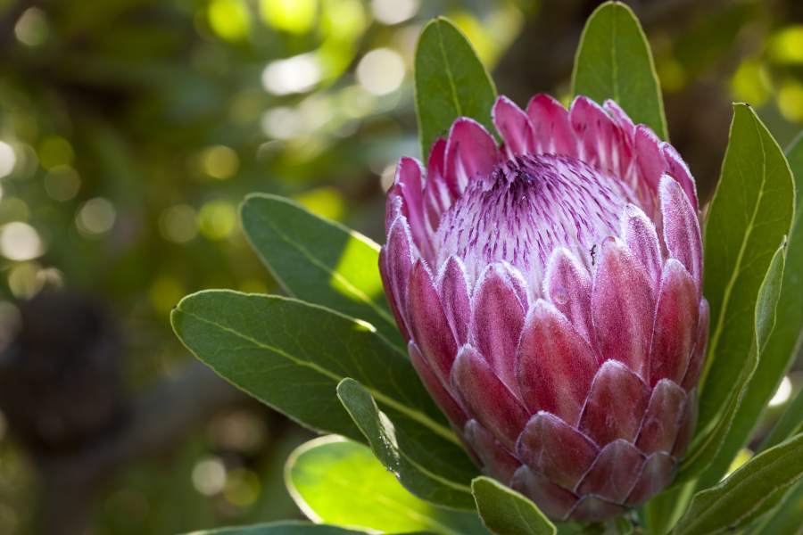 Protea Pink Ice