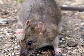 Rat & Mouse Control in Your Home & Garden