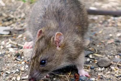 Rats and Mice