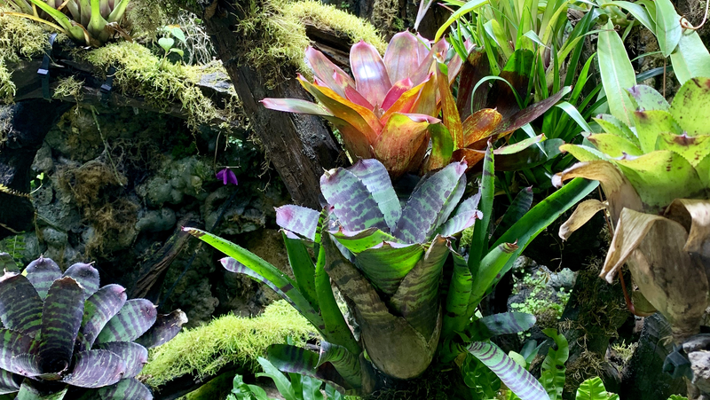 Bromelads Tropical Image