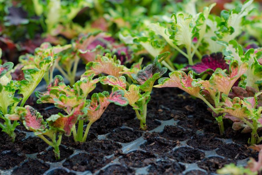 Coleus seedlings in a tray