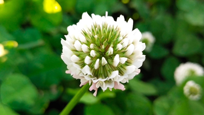 close up of white clover Trifolium repens flower