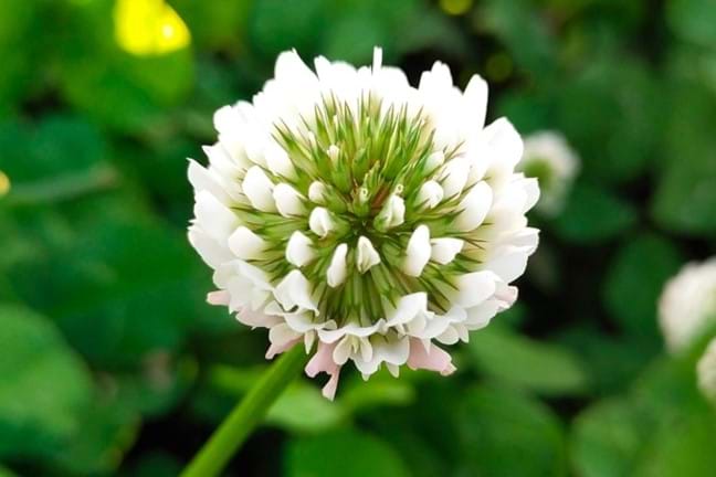 close up of white clover Trifolium repens flower