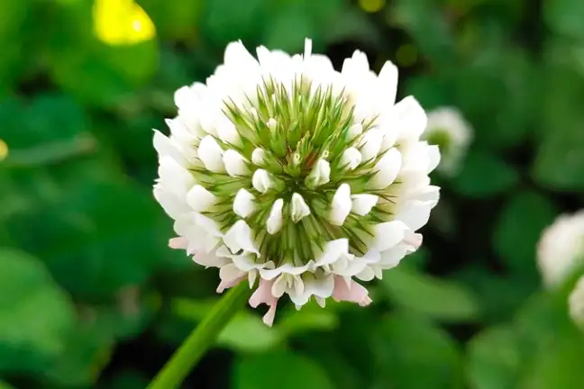 close up of white clover Trifolium repens flower