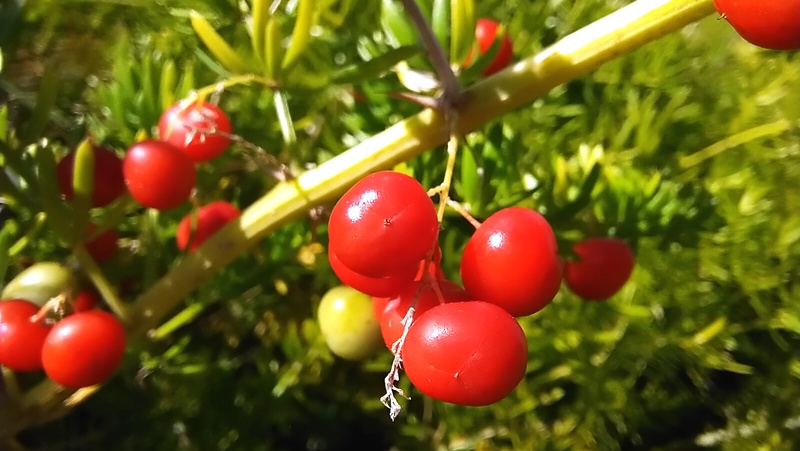 Asparagus Fern Fruits Credit Elise Dando 800X451 Px LS