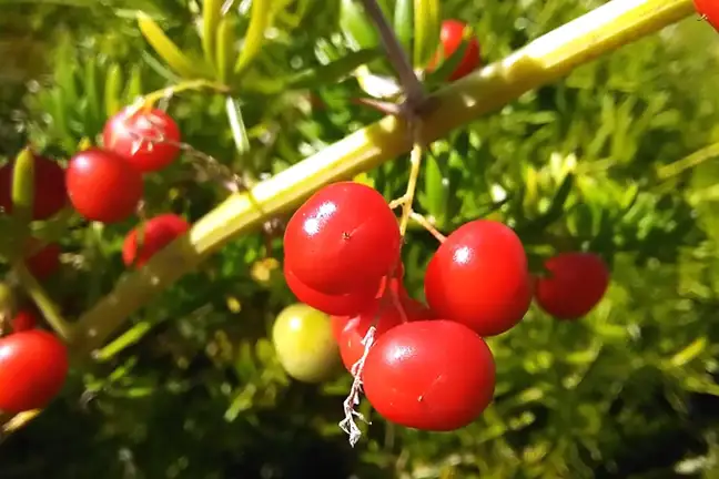 Asparagus Fern Fruits Credit Elise Dando 800X451 Px LS