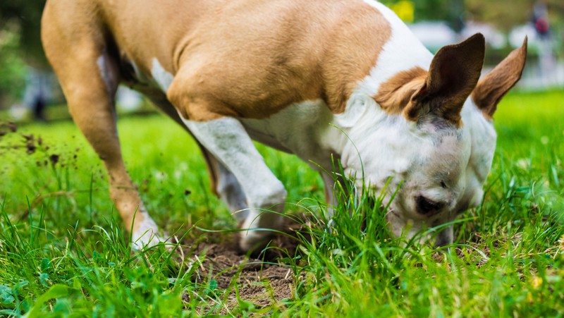 Dog Digging In Soil Lawn 800 X 451 Px