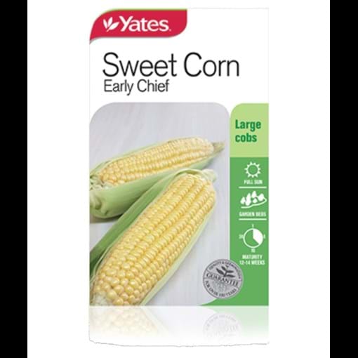 sweet_corn_early_chief.jpg
