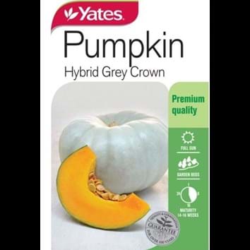 pumpkin-hybrid-grey-crown
