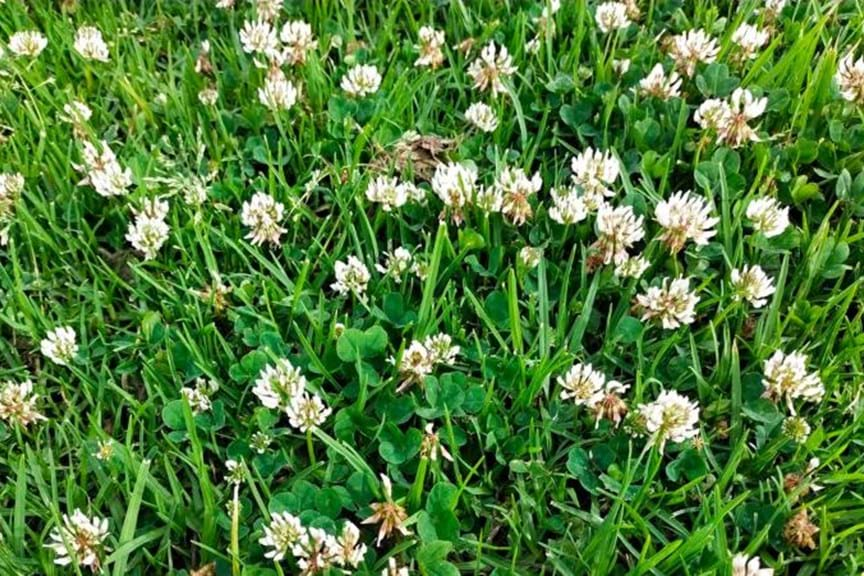 White Clover