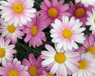 How to Grow Marguerite Daisies | Yates Australia