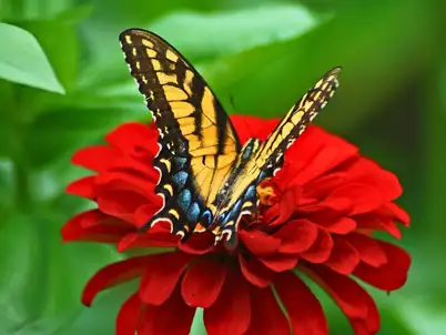 Spring Gardening Calendar