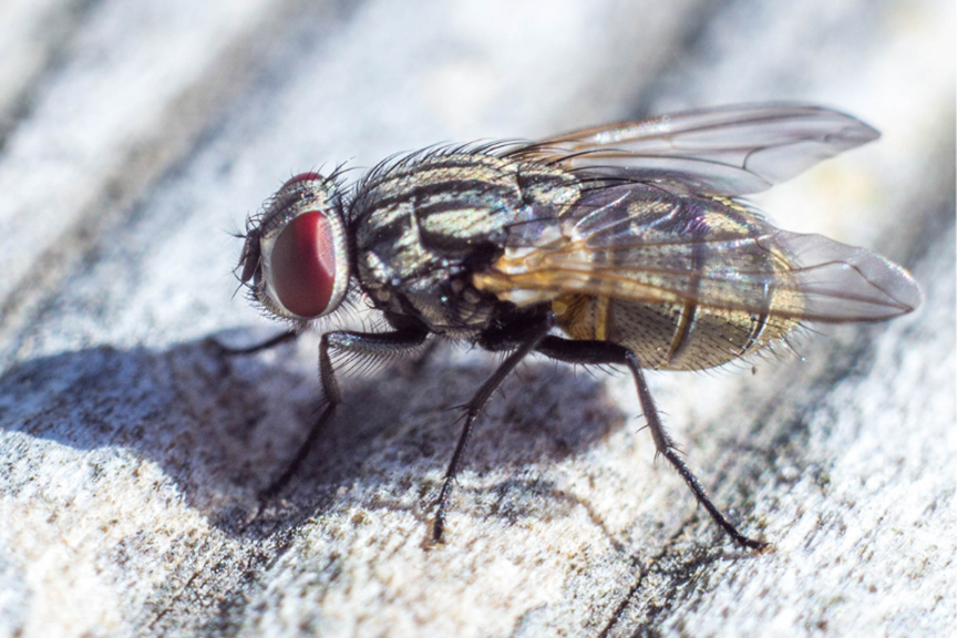 How to Get Rid of Flies in Your Home & Garden