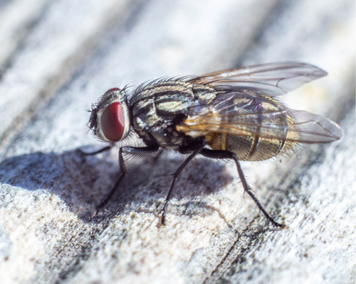 Why Are There So Many Flies In My Garden / How To Get Rid Of Flies
