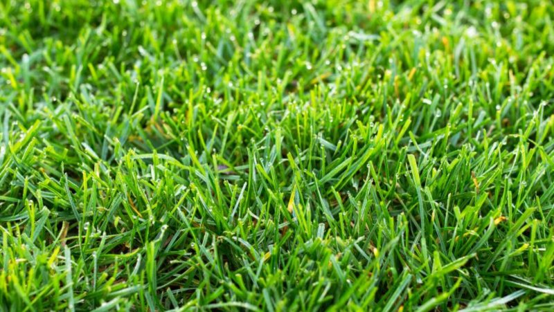 Tall Fescue 800X451px LS