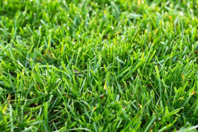 Tall Fescue 800X451px LS