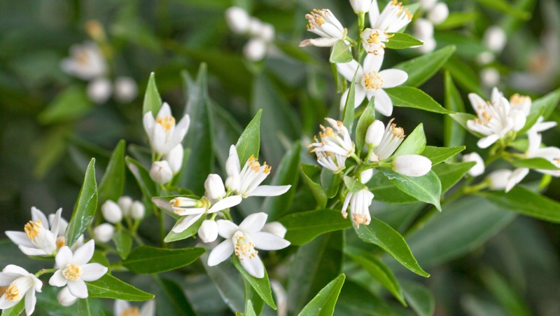 close up of citrus flowers growing on a plant