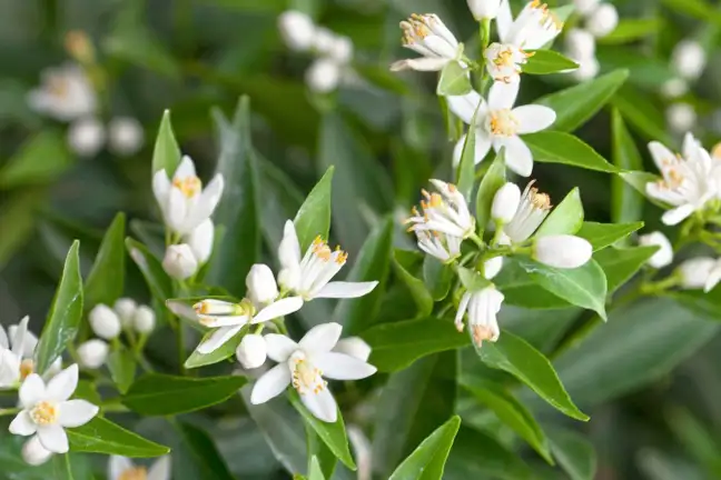 close up of citrus flowers growing on a plant
