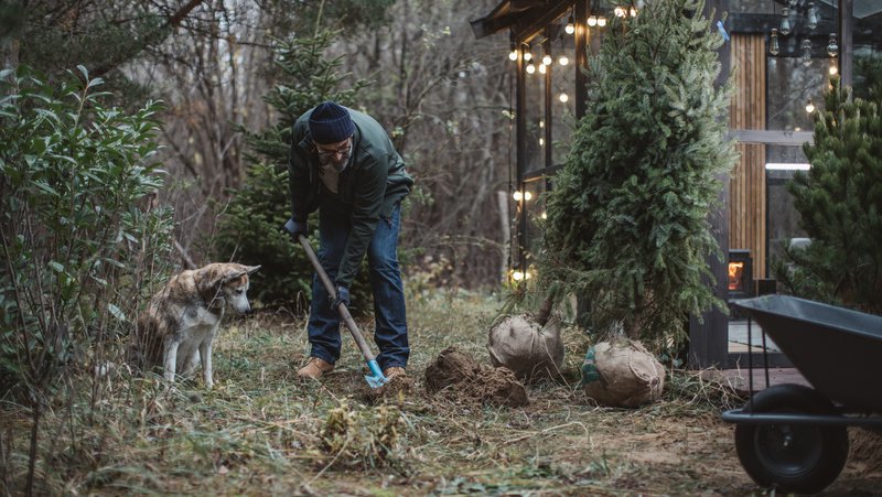 Planting Christmas Tree 800X451px LS