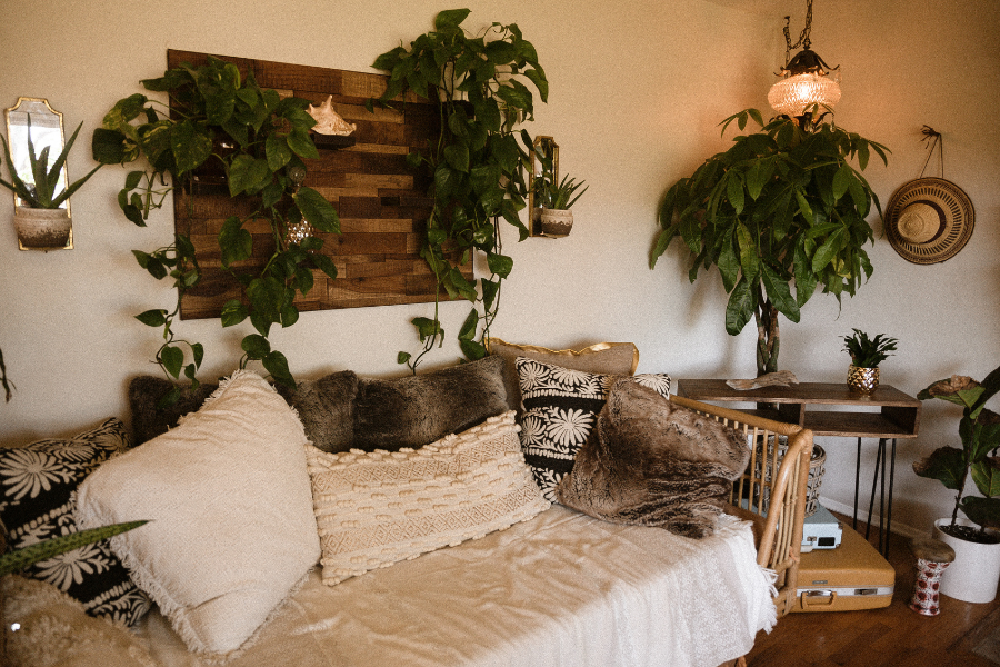 Indoor Plants Low Light Room