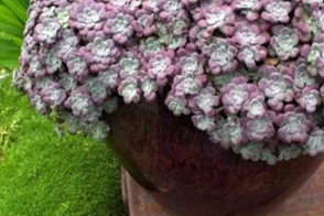 Sedums Blob 1